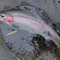 雨の平谷湖フィッシングスポットでエキスパートエリアを独り占め